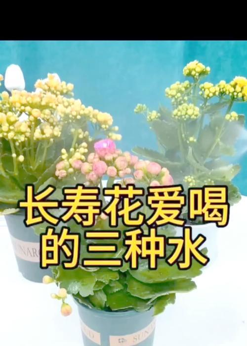 圆叶长寿花的寓意有哪些？如何挑选寓意吉祥的圆叶长寿花？