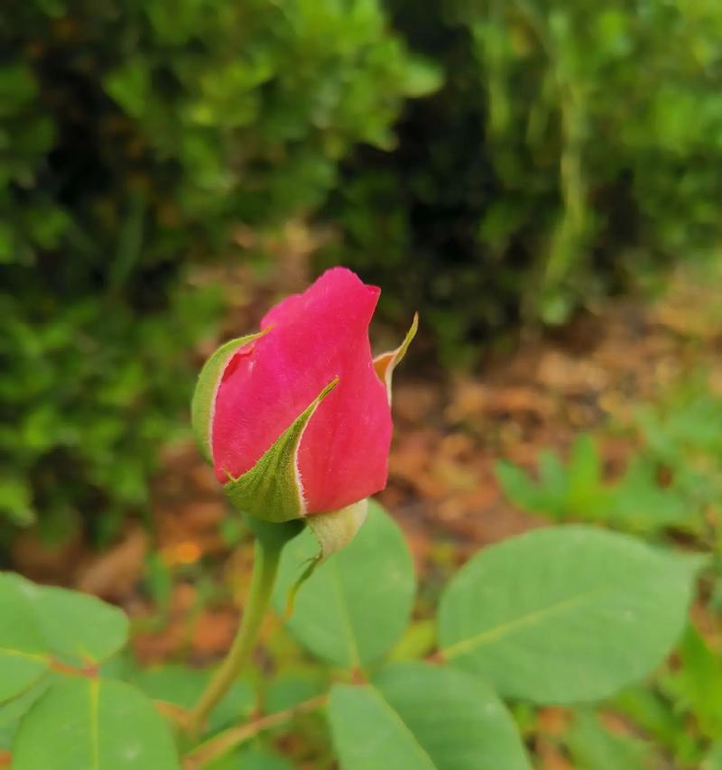 劳动节的象征花是什么？