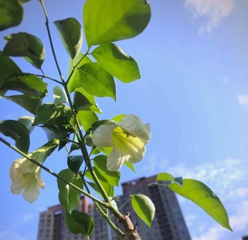 哪种花寓意着团结和平安？寓意团结和平安的花有哪些？