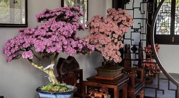哪种花寓意着团结和平安？寓意团结和平安的花有哪些？