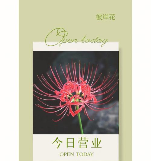 彼岸花的寓意是什么？彼岸花象征绝望爱情吗？