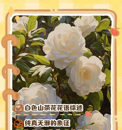 金枝花语中的白色代表什么？白色花朵的寓意有哪些？