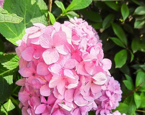 哪些花寓意最浪漫？它们象征着什么？