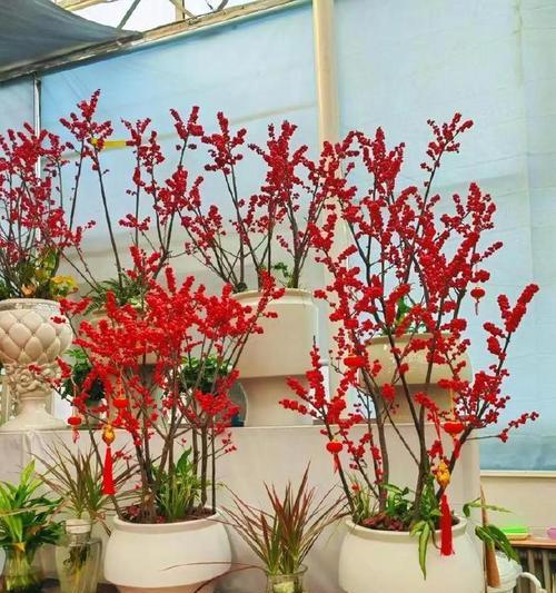 青壮年适合哪种颜色的花卉？颜色与花卉象征意义的关系是什么？