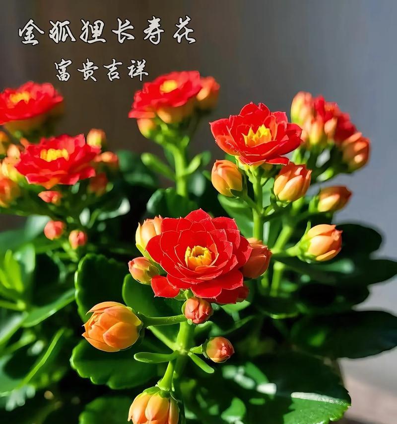 寓意健康长寿的花有哪些？六种长寿花的寓意是什么？