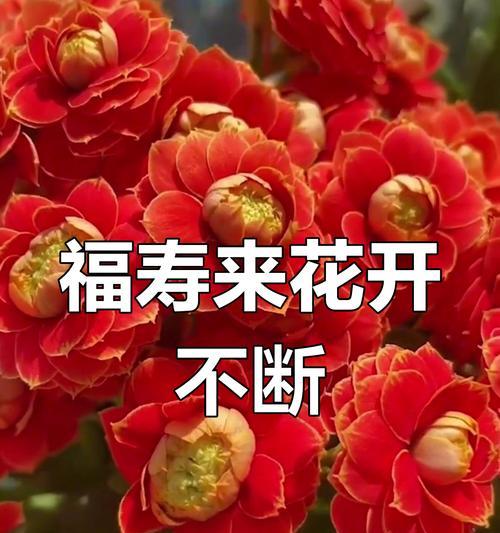 寓意健康长寿的花有哪些？六种长寿花的寓意是什么？