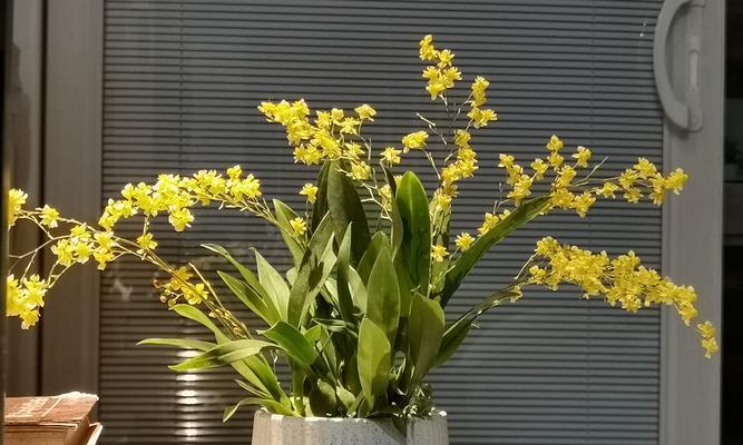 头戴黄色花有何含义？黄色花在头上代表什么？