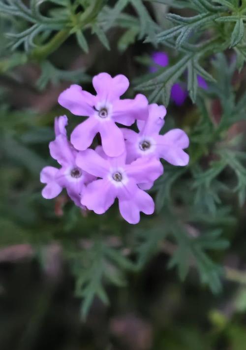 矢车菊花语紫色是什么？有何象征意义？