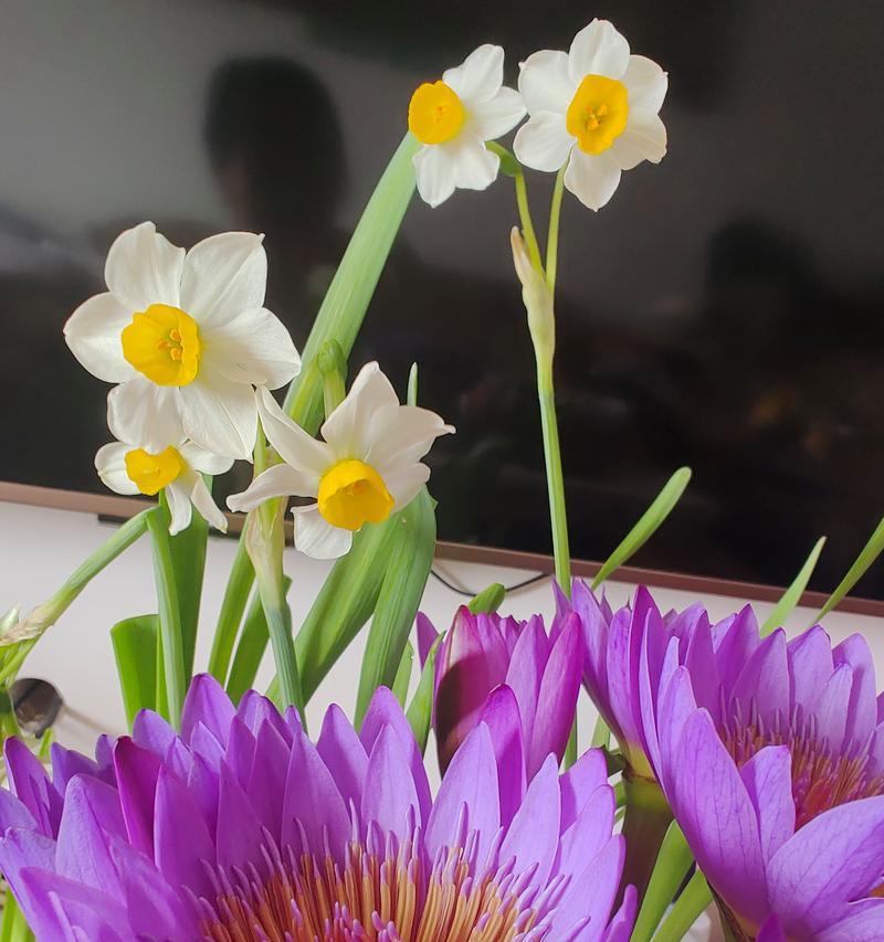 哪种花象征孤独的爱情？孤独爱情的花语是什么？