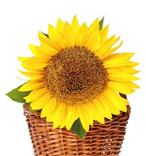节日宴会上餐巾花的寓意是什么？