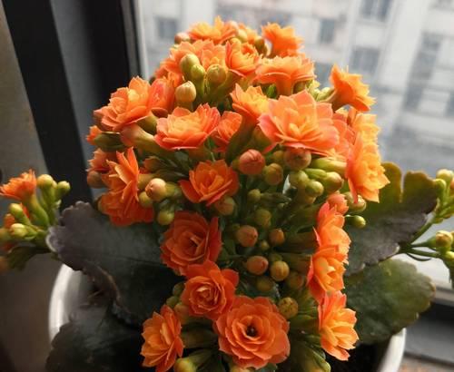 老人长寿花有哪些？寓意长寿的植物花是什么？