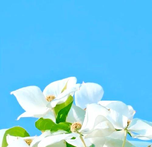 哪种花象征爱情重归于好？象征着爱情重归于好的花是什么？