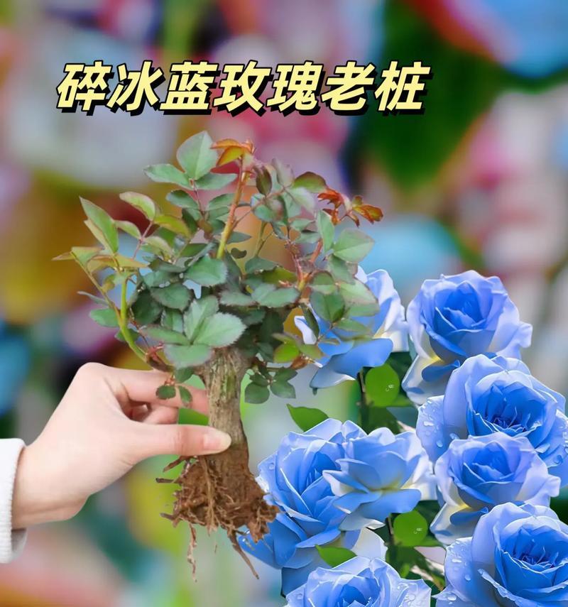 蓝色花与白色花的寓意分别是什么？它们象征着什么？