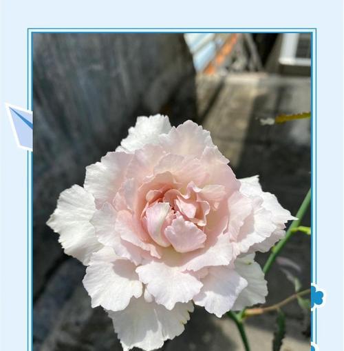 白色月季花送人代表什么？有何特别含义？
