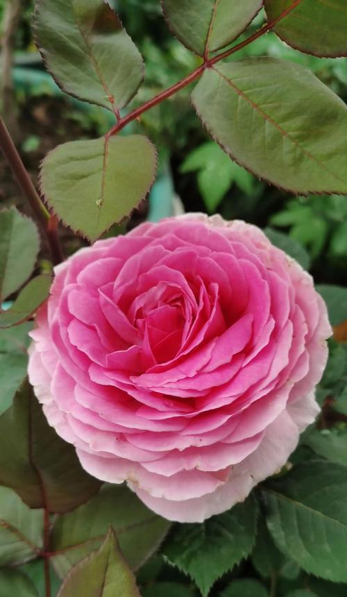 白色月季花送人代表什么？有何特别含义？