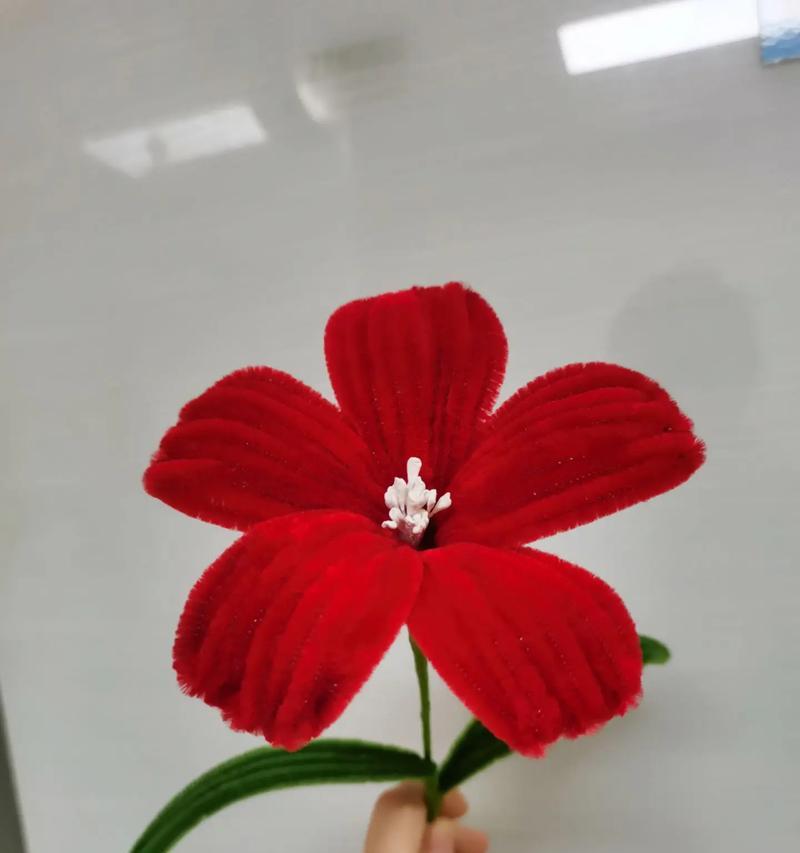 红色的永生花寓意是什么？你知道吗？