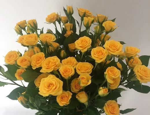 黄色多头玫瑰花的寓意是什么？它在花语中代表什么？