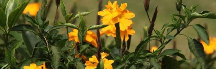 竹节黄植物的花语是什么？