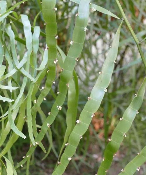 竹节黄植物的花语是什么？