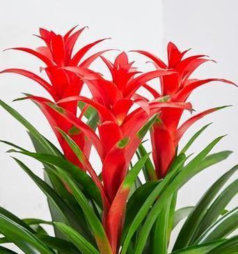 幸福美满的象征有哪些花？这些花的寓意是什么？