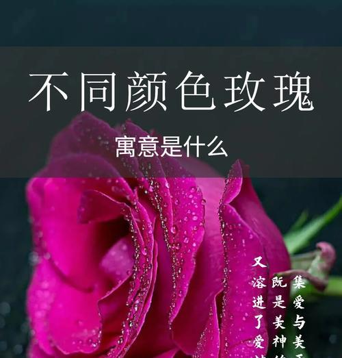 红色和粉色玫瑰花寓意是什么？