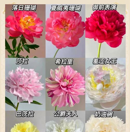 寓意爱情和前程的花有哪些？如何选择合适的花卉表达情感？