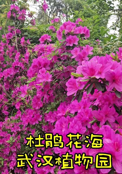 哪种植物花象征着坚贞不渝的爱情？