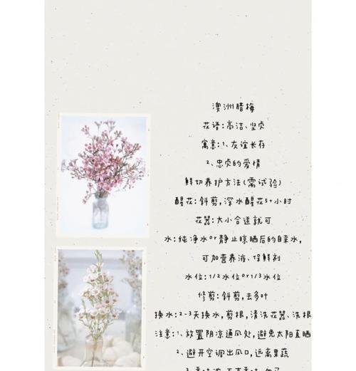 爱情稳定的花语有哪些？如何通过花卉表达稳定的爱情？