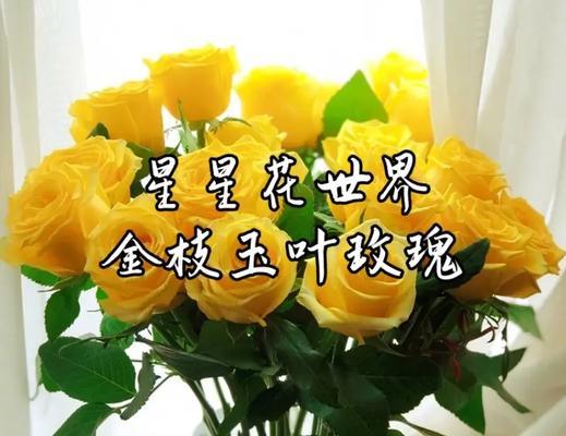 爱情稳定的花语有哪些？如何通过花卉表达稳定的爱情？