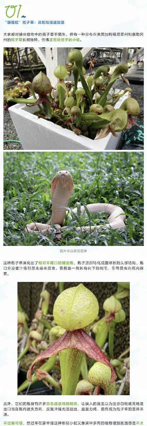 蛇的颜色与哪种花的寓意相关？