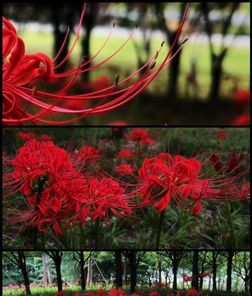 红色彼岸花的寓意是什么？