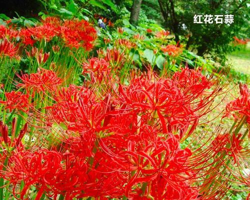 红色彼岸花的寓意是什么？