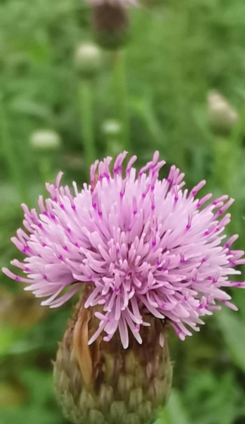 菜花手捧花代表什么？菜花手捧花的花语有哪些？