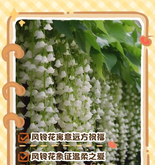 花的寓意中有哪些象征祝福？它们的寓意是什么？