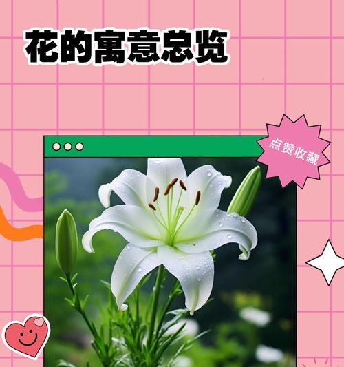花的寓意中有哪些象征祝福？它们的寓意是什么？