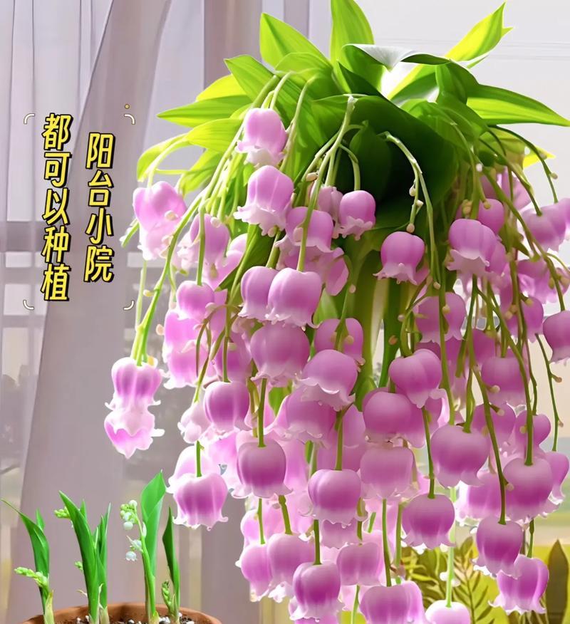 哪些花象征着幸福和快乐？