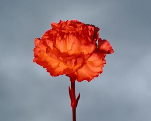 送红色的花代表什么意义？红色花语有哪些？
