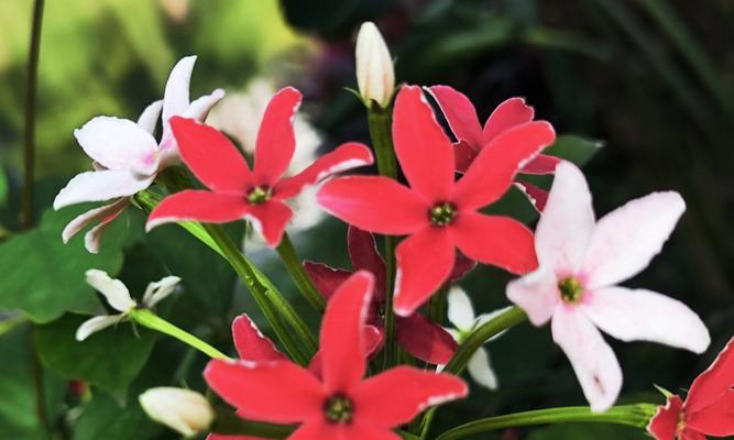送红色的花代表什么意义？红色花语有哪些？