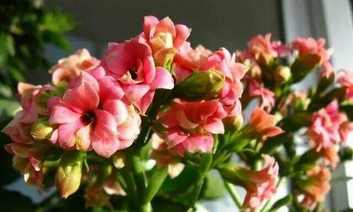 送给父亲哪些花寓意健康平安？它们代表什么？