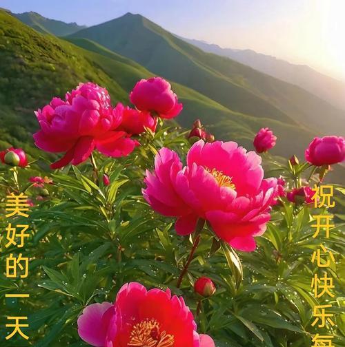 哪种花寓意着多种祝福？