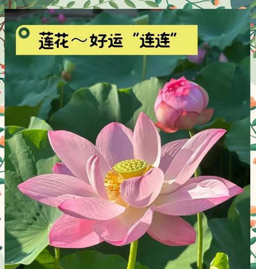 哪种花象征步步高升？
