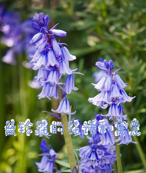 与花相关的祝福寓意词有哪些？
