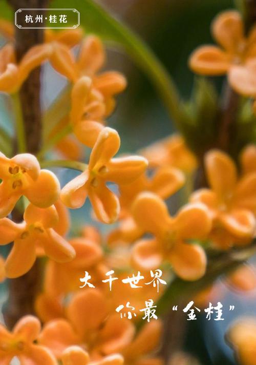 与花相关的祝福寓意词有哪些？