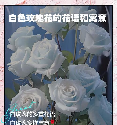 礼仪玫瑰花的寓意和花语是什么？
