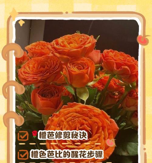 橙色11朵玫瑰代表什么？橙色玫瑰花语有哪些？