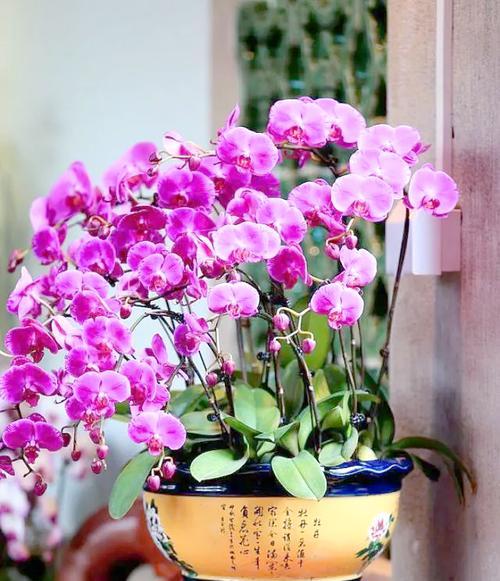 哪些花象征家庭富贵？