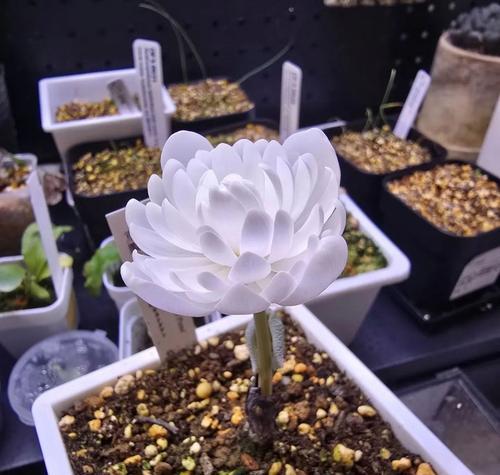 假花的颜色有哪些寓意？