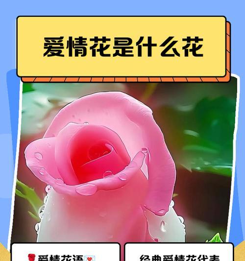 自由爱情的花语是什么？有哪些花代表自由爱情？