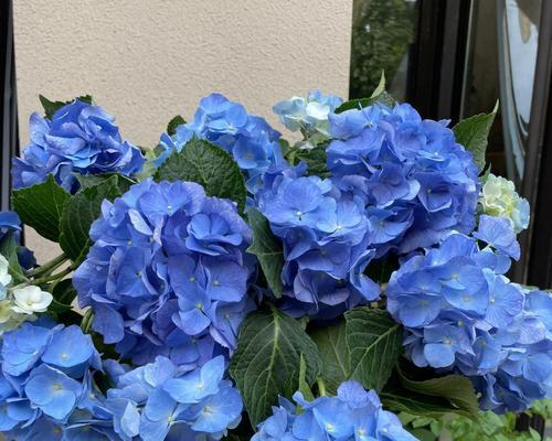 父亲节送什么花最合适？这些花的寓意是什么？