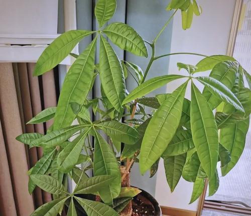 象征着幸福好运的花是什么？如何选择吉祥花卉？
